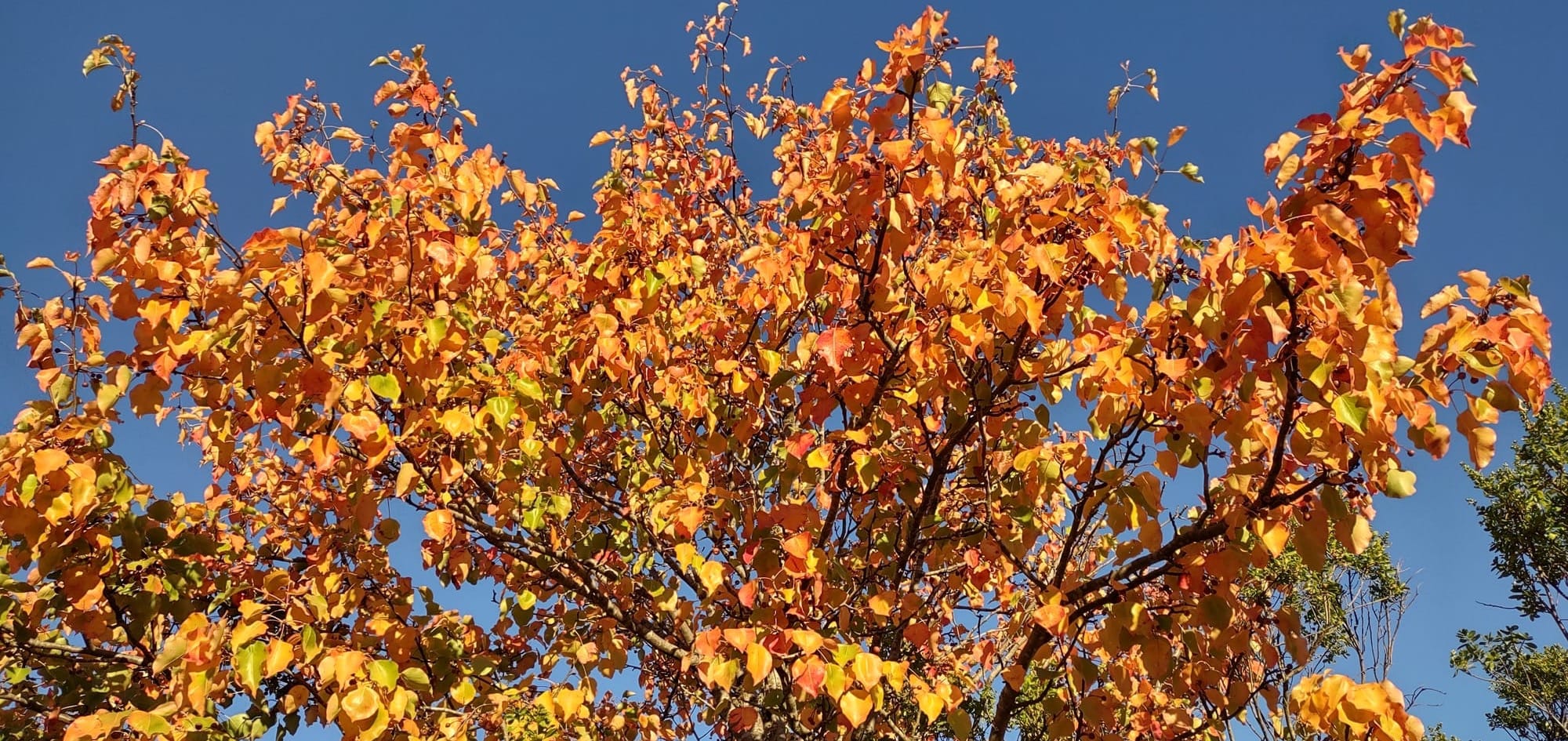 The Season