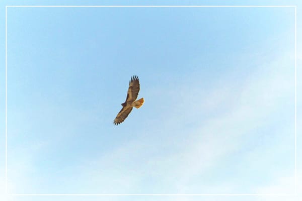 Look up!