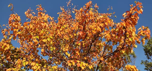 The Season